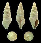 Crassispira acuminiensis, shell