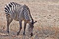 Crawshays zebra in South Luangwa National Park met de typische smalle strepen