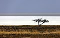 38 Dry Etosha Pan uploaded by Alchemist-hp, nominated by Alchemist-hp