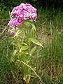 Dianthus barbatus