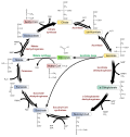 Vignette pour Cycle de Krebs