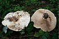 Lactarius controversus