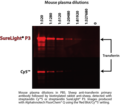 Phycobilisome versus cyanine dye detection capabilities in Western blot application.