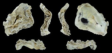 Saccostrea echinata (Tropical black-lip rock oyster), left valve