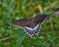 Papilio troilus