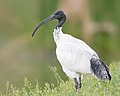 Image 21 Australian white ibis Photograph: JJ Harrison The Australian white ibis (Threskiornis moluccus) is a wading bird of the ibis family, Threskiornithidae. Found in much of Australia, the species has become increasingly urban since the 1970s; this specimen was photographed in Perth. More selected pictures