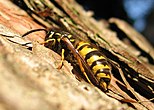 キオビクロスズメバチ Vespula vulgaris