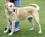 un cane (un labrador)