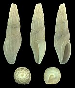 Bela powisiana, shell