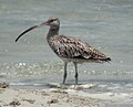 Widjoonong - Djebiny - Boorkini - Kwiyal (Eastern Curlew)