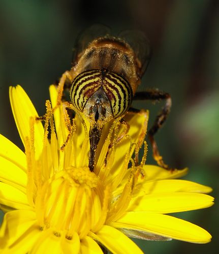 Муха-журчалка (Eristalinus taeniops) на цветке