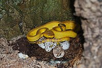 Female of Trimeresurus mcgregori on eggs