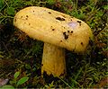 Lactarius repraesentaneus