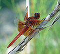 Libellula saturata