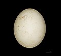   Egg