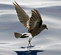 Thumbnail for Austral storm petrel