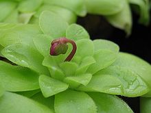 Photo d'un bourgeon d'une rosette d'hiver.