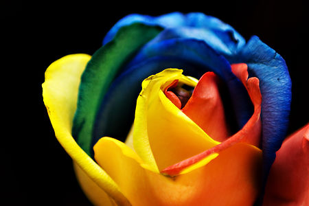 "Rainbow_Rose_(3366550029).jpg" by User:File Upload Bot (Magnus Manske)