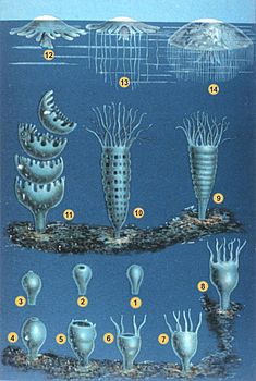 Metamorfose bij Medusozoa (Cnidaria (neteldieren))