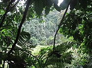 Forêt dans les monts Udzungwa (Tanzanie)