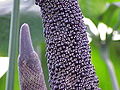 Anthurium digitatum inflorescence