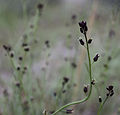 Chocolate drops (C. pilosus) flower stems