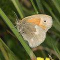 Coenonympha tullia