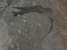 mud cup nest containing three young