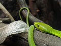 Gewöhnliche Mamba (Dendroaspis angusticeps) nach Häutung