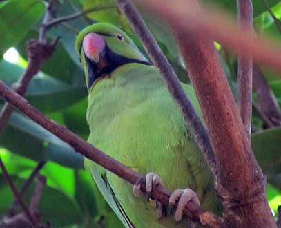 Echo parakeet