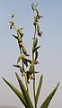 Stream orchid (Epipactis gigantea) seedheads