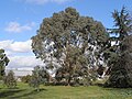 Bogong gum, Kew Gardens