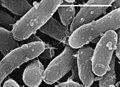 Bacteria - Gemmatimonas aurantiaca (- = 1 Micrometer).