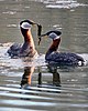 Gifts of weed are part of the courtship display of the Red-necked Grebe.