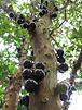 Pokok Jabuticaba