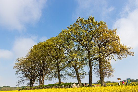 Das Großsteingrab (Langbett) Karlsminde