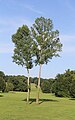 Fürst-Pückler-Park Bad Muskau in der Oberlausitz (Deutschland/Polen)