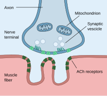 Jonction neuromusculaire