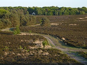 Heide achter de Paasheuvel