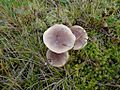 Lactarius trivialis