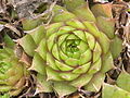 Sempervivum tectorum