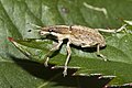 Großer Lupinenblattrandkäfer (Sitona gressorius)