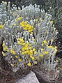 Spineless horsebrush (Tetradymia canascens)