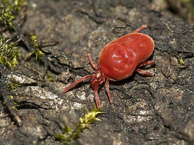 Trombidium holosericeum (Velvet Mite)