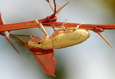 سوسکچه خرطودار آنگوستاتوس