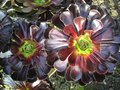 Aeonium arboreum