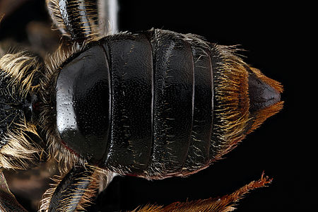 Abdominal tergum (divided into several tergites) of a bee.