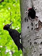 Schwarzspecht ♂ (Dryocopus martius) am Nest