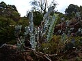 Eucalyptus macrocarpa