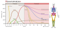 Sites of hematopoesis (human) in pre- and postnatal period